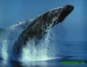 Gorbatyj kit chut' ne perevernul lodku meksikanskih rybakov
