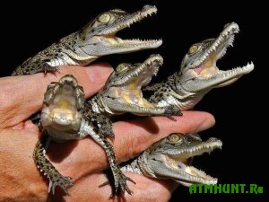 V Chehii rezreshili razvodit' krokodilov