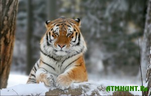 V Primorskom krae spasen amurskij tigr