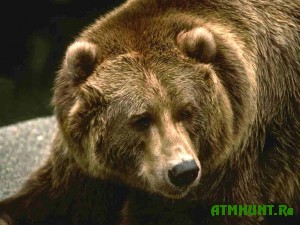 Zimnjaja spjachka tomskih medvedej budet dolgoj