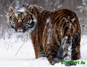 prodat-skelet-tigra-pytalas-zhenshhina-primorya