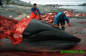Japoncy priznalis', zachem ubivajut kitov