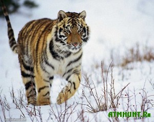 Pogib popavshij v kapkan amurskij tigr i tigrenok-sirota