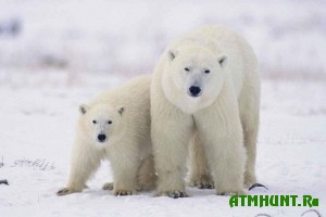 SShA i Rossija budut spasat' belyh medvedej vmeste