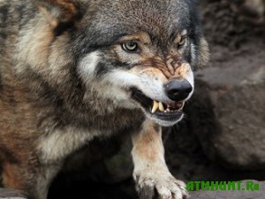 Shujskij volk ostalsja na svobode