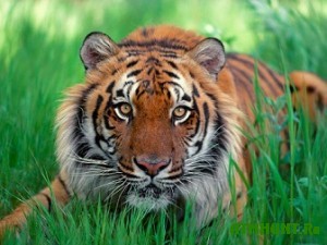 V Indii stalo v pjat' raz bol'she tigrov
