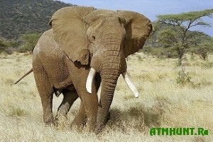 V Tailande likvidirujut nelegal'nyj rynok slonovoj kosti