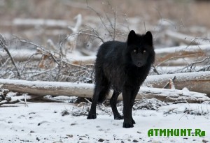 Vo Vsevolozhske podstrelili chernogo volka