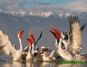 kudryavye-pelikany-vernulis-v-priazove