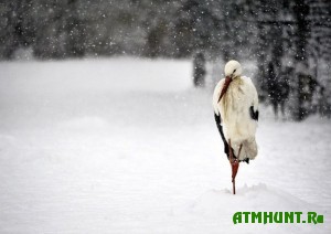 na-lvovshhine-pticy-gibnut-iz-za-bolshogo-snega