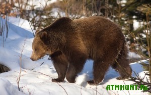 na-saxaline-v-etom-sezone-razresheno-otstrelit-okolo-500-medvedej