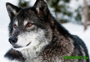 na-volyni-budut-umenshat-pogolovya-volkov
