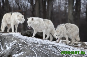 v-chunskom-rajone-priangarya-razreshili-ubit-trex-volkov