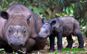v-zimbabve-pensionerka-rastit-nosoroga
