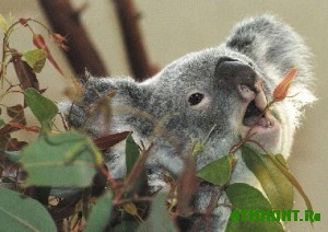 Avstralijskie uchenye spasut koal ot boleznej