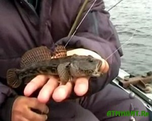 Azovskoe poberezh'e okkupirovali tysjachi rybakov