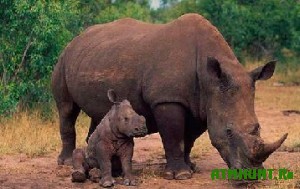 Brakon'ery bezzhalostno istrebljajut anglijskih nosorogov