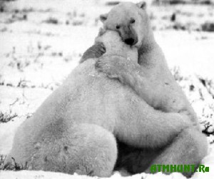 Medvedi tozhe umejut ljubit'