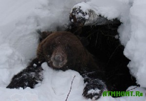 Vesnoj tomskie ohotniki otstreljat 300 medvedej