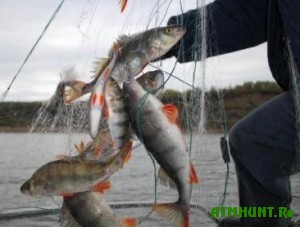 Vsego za sutki kremenchuzhskie brakon'ery vylovili ryby na 40 kg