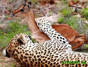 pered-obedom-leopard-proyavil-nevidannuyu-lasku-k-zhertve2