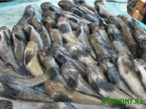 Ukrainskie brakon'ery nezakonno dobyli 221 kilogramm ryby