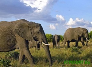V WWF podveli pechal'nye itogi bor'by s brakon'erskim otstrelom slonov