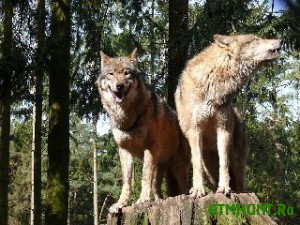 Agressivnye volki begut v Ukrainu iz Kavkaza