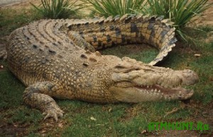 Dlja zhitelej Avstralii krokodil na zadnem dvore stal normoj