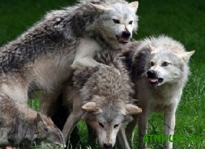 Latvijcam zapreshheno otstrelivat' golodnyh rossijskih volkov