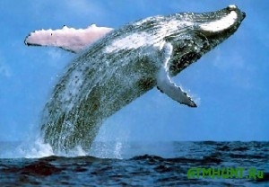 Novaja Zelandija i Avstralija hotjat zapretit' japoncam ohotu na kitov