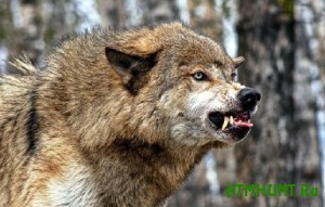 V Ukraine - nashestvie beshenyh volkov i lis, no otstrelivat' ih nel'zja