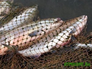 V Ukraine zaderzhali brakon'era, nezakonno dobyvshego 2.5 kilogramma ryby