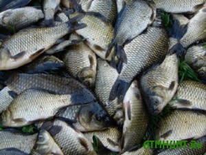 Zhitel' Ukrainy zaplatit bol'shoj shtraf za dobychu 242 rybin