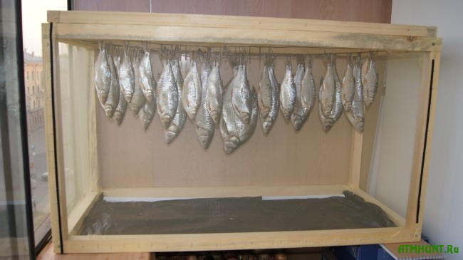 Какую рыбу и когда можно вялить, подготовка рыбы, как засолить, как и где вялить