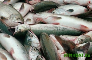 Na rynkah Ukrainy prodolzhajut prodavat' podozritel'nuju rybu