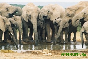 Otravlennaja voda stala prichinoj smerti neskol'kih desjatkov slonov