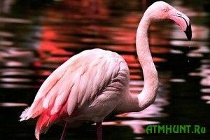 V Berdjanske opasajutsja, chto brakon'ery zastreljat zabludivshegosja flamingo