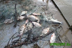 Za 25 kg ryby ukrainskogo brakon'era mogut posadit' v tjur'mu