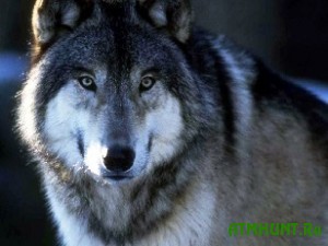 Volki snova atakujut ukrainskie sela