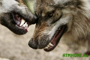 Ohotniki v Ukraine nachali izbavljat' naselenie ot volkov