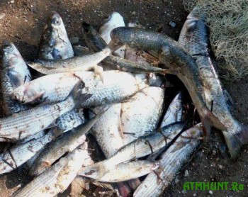 V Krymu rybak-ljubitel' nalovil kefali i pilengasa na 55 tys. griven