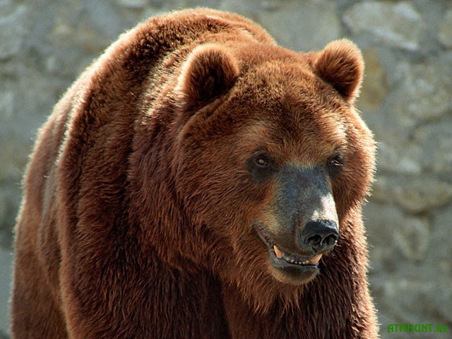 Na Poltavshhine medved' otkusil 12-letnemu rebenku ruku
