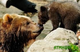 Administracija populjarnogo zooparka Shvejcarii reshila ubit' medvezhonka