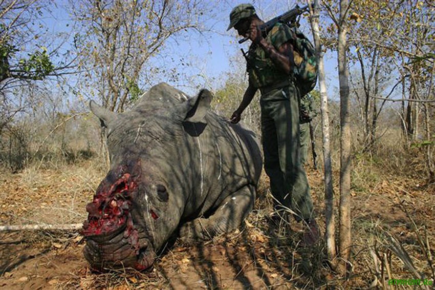 K 2025 godu nosorogi ischeznut s lica Zemli