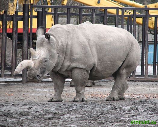 Obratnyj otschet na Zemle ostalos' 6 severnyh belyh nosorogov