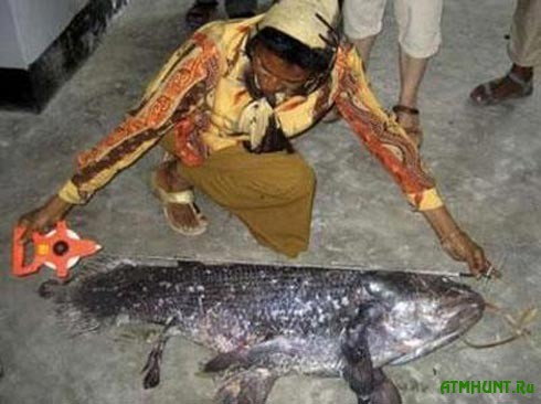 V Indonezii rybaku v seti popalas' iskopaemaja ryba celakant (foto)2