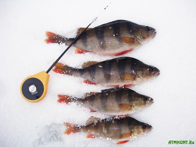 Зимняя рыбалка: ловля окуня на мормышку