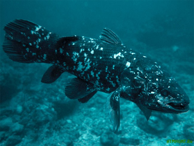 необычная рыба латимерия