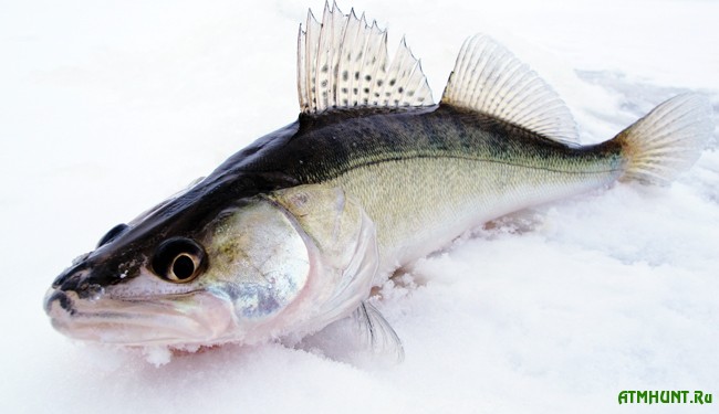 Зимняя рыбалка: ловля судака в отвес